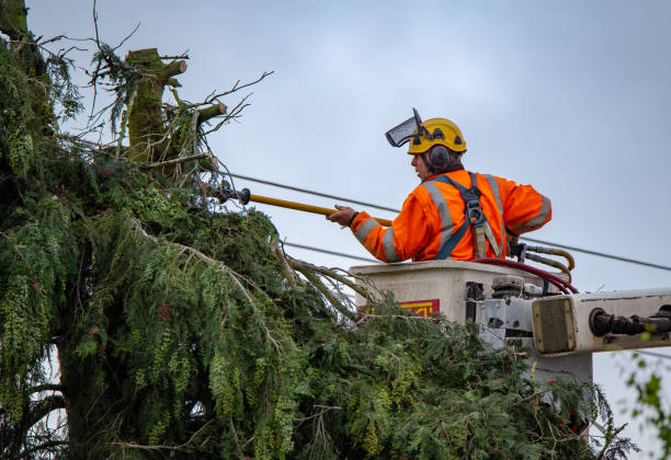 Best Tree Disease Treatment  in Danville, VA