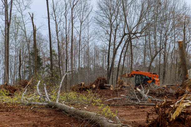 Best Tree Removal Service  in Danville, VA