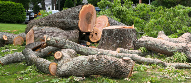 Reliable Danville, VA Tree Services Solutions