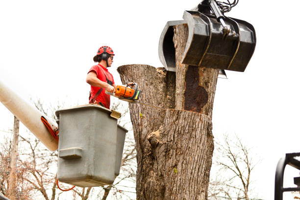 Best Tree Risk Assessment  in Danville, VA